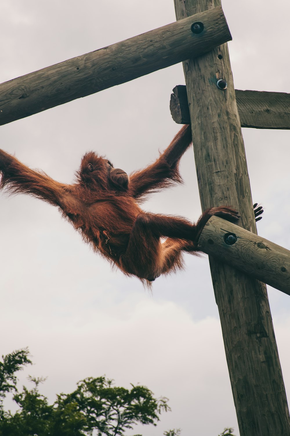 an oranguel hanging upside down on a wooden pole