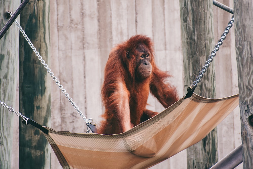 a monkey sitting in a hammock on a chain