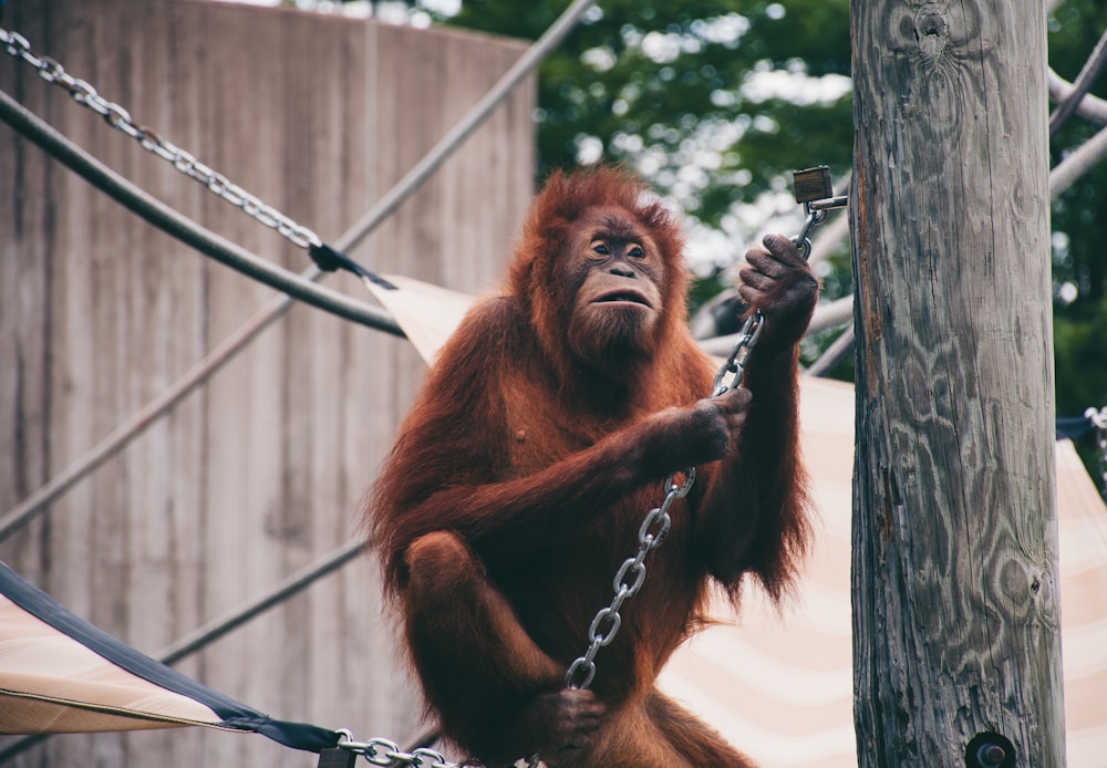 an oranguel hangs on a chain in a zoo enclosure
