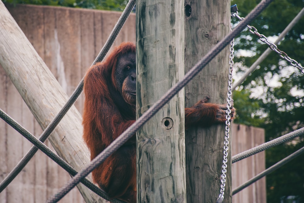 an oranguel hanging from a wooden pole