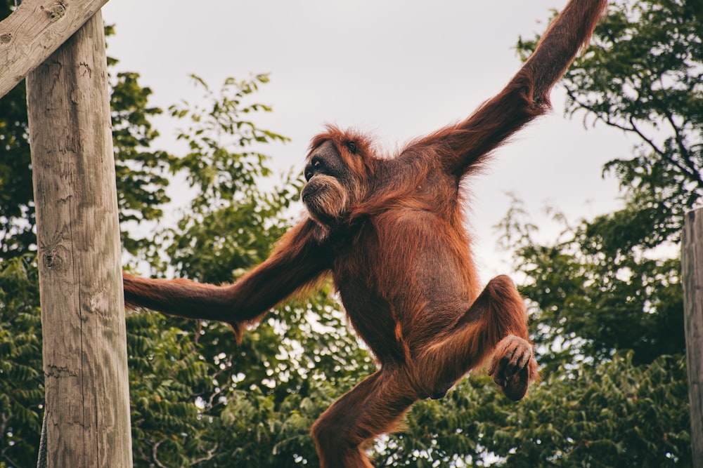 an oranguel hanging upside down on a tree branch