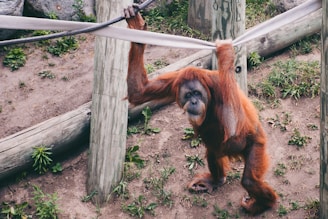 An orangutan is hanging from ropes in an outdoor enclosure. The animal has long reddish-brown hair and is holding onto wooden poles. The ground is covered with dirt and patches of green grass, and there are scattered logs and rocks in the background.