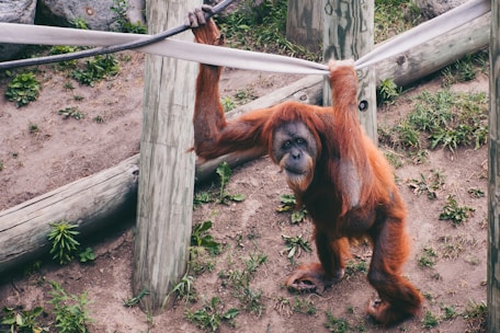 An orangutan is hanging from ropes in an outdoor enclosure. The animal has long reddish-brown hair and is holding onto wooden poles. The ground is covered with dirt and patches of green grass, and there are scattered logs and rocks in the background.