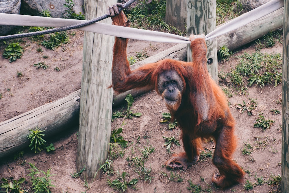 an oranguel hangs on a rope in a zoo enclosure
