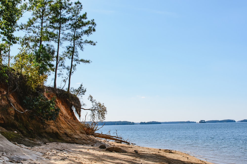 a sandy beach with trees and water in the background