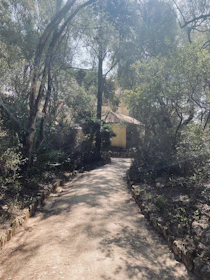 Sunlight filtering through tall trees onto a stone pathway leading to a charming rural home.