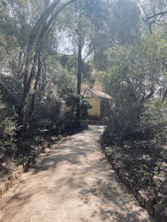 Sunlight filtering through tall trees onto a stone pathway leading to a charming rural home.