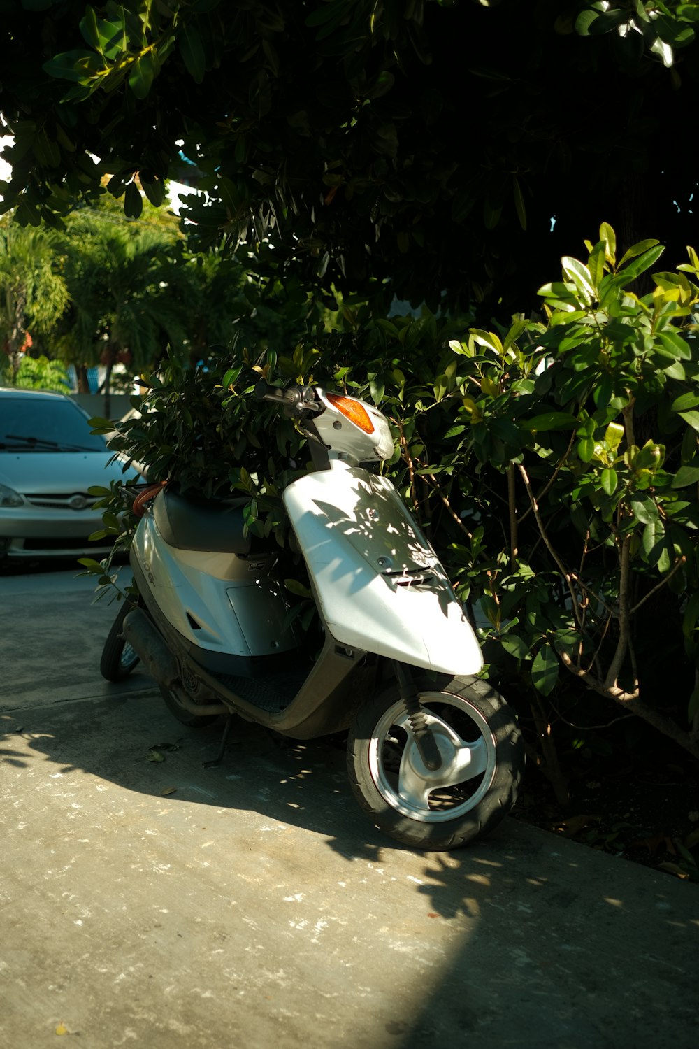 a scooter with a plant on the back of it