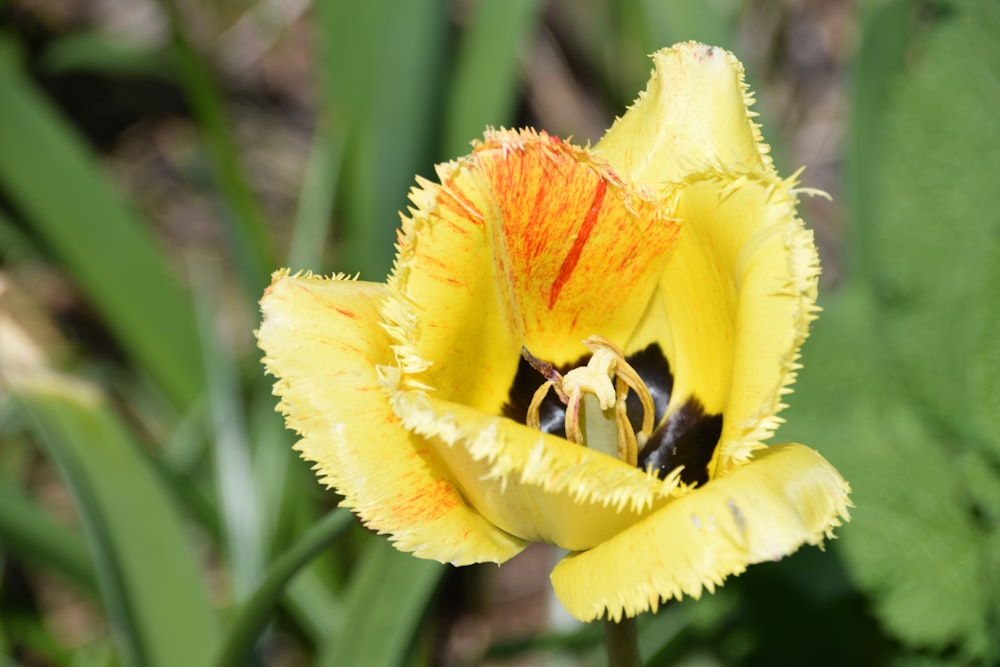 a close up of a yellow and red flower