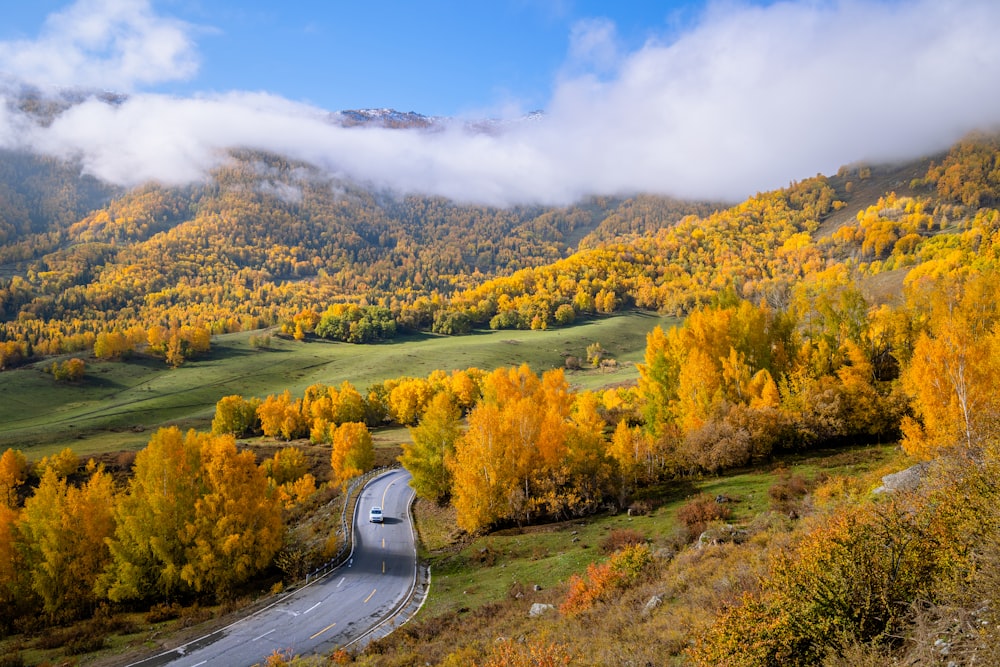 a car driving down a road surrounded by trees