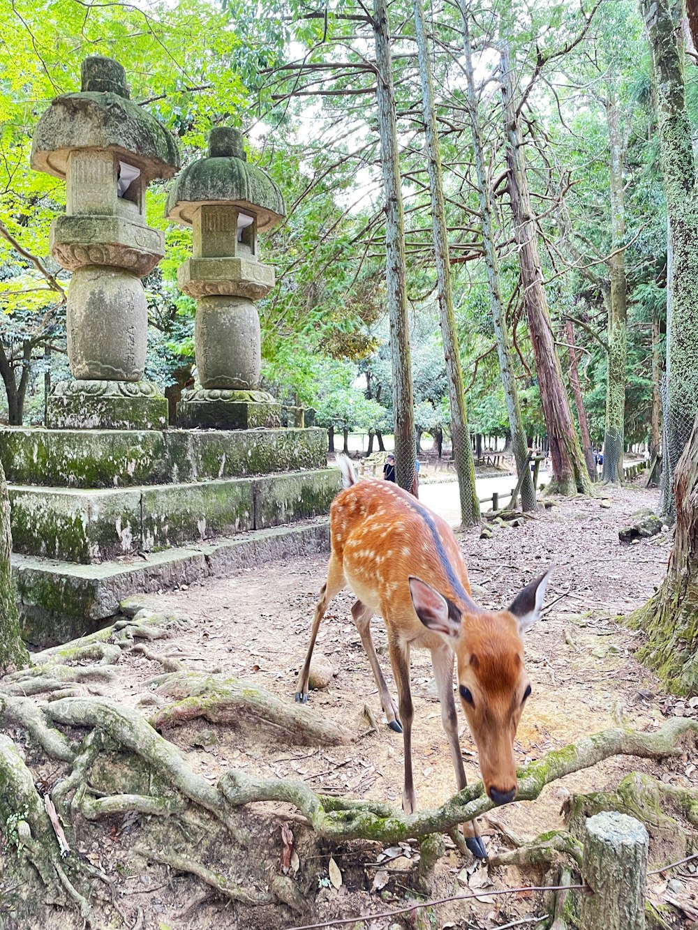a small deer standing in the middle of a forest