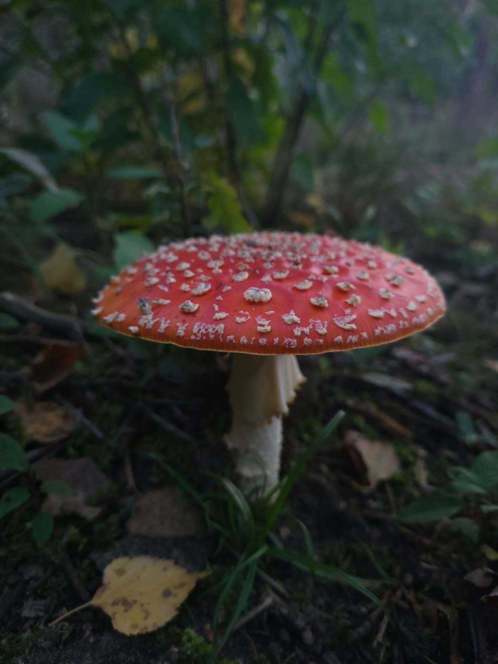 a close up of a mushroom on the ground