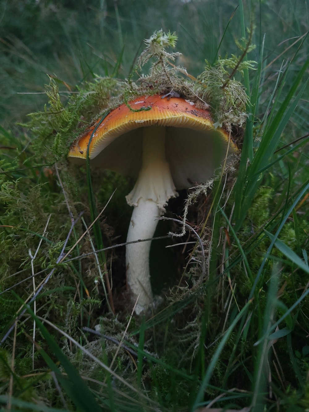 a close up of a mushroom in the grass