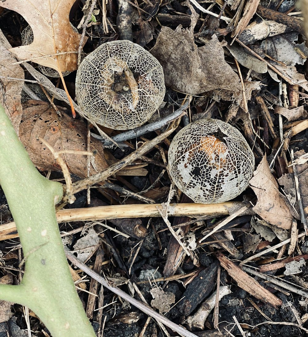 a couple of mushrooms that are on the ground