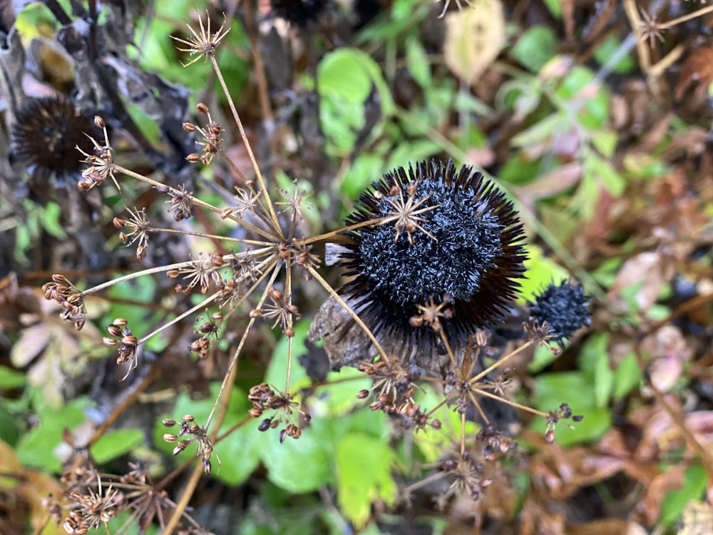 a close up of a flower on a plant