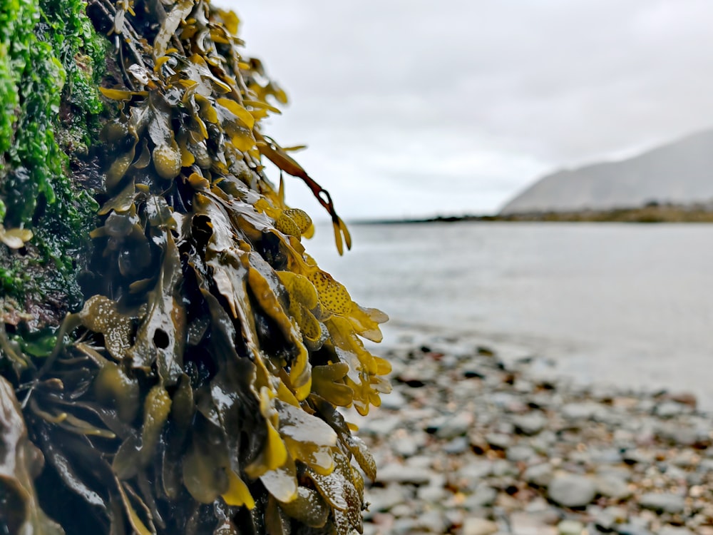 a bunch of seaweed on a rocky beach