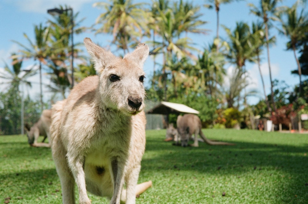 a close up of a kangaroo on a grass field