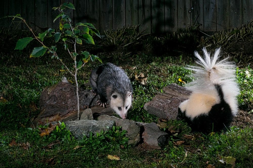 a couple of animals that are standing in the grass