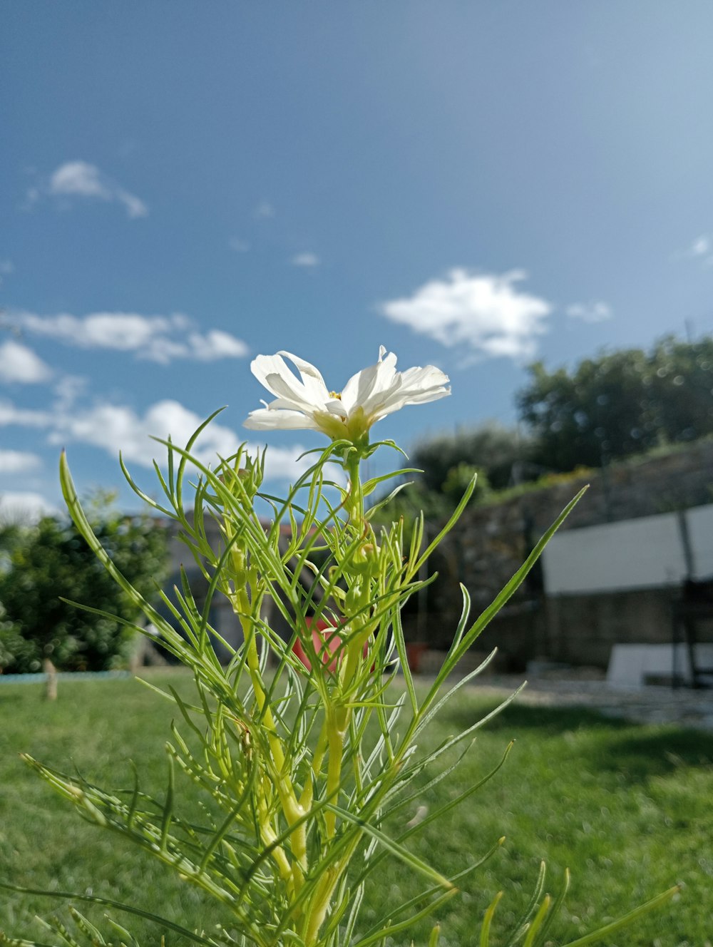 a white flower is in the middle of a green field