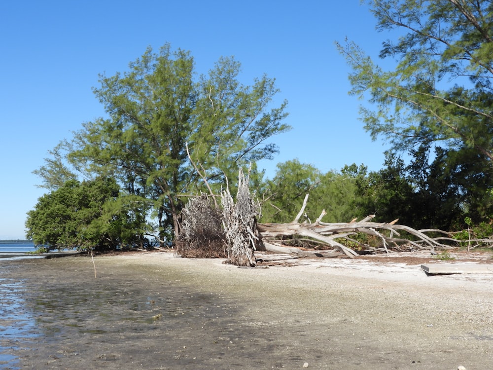 a tree that is sitting in the sand