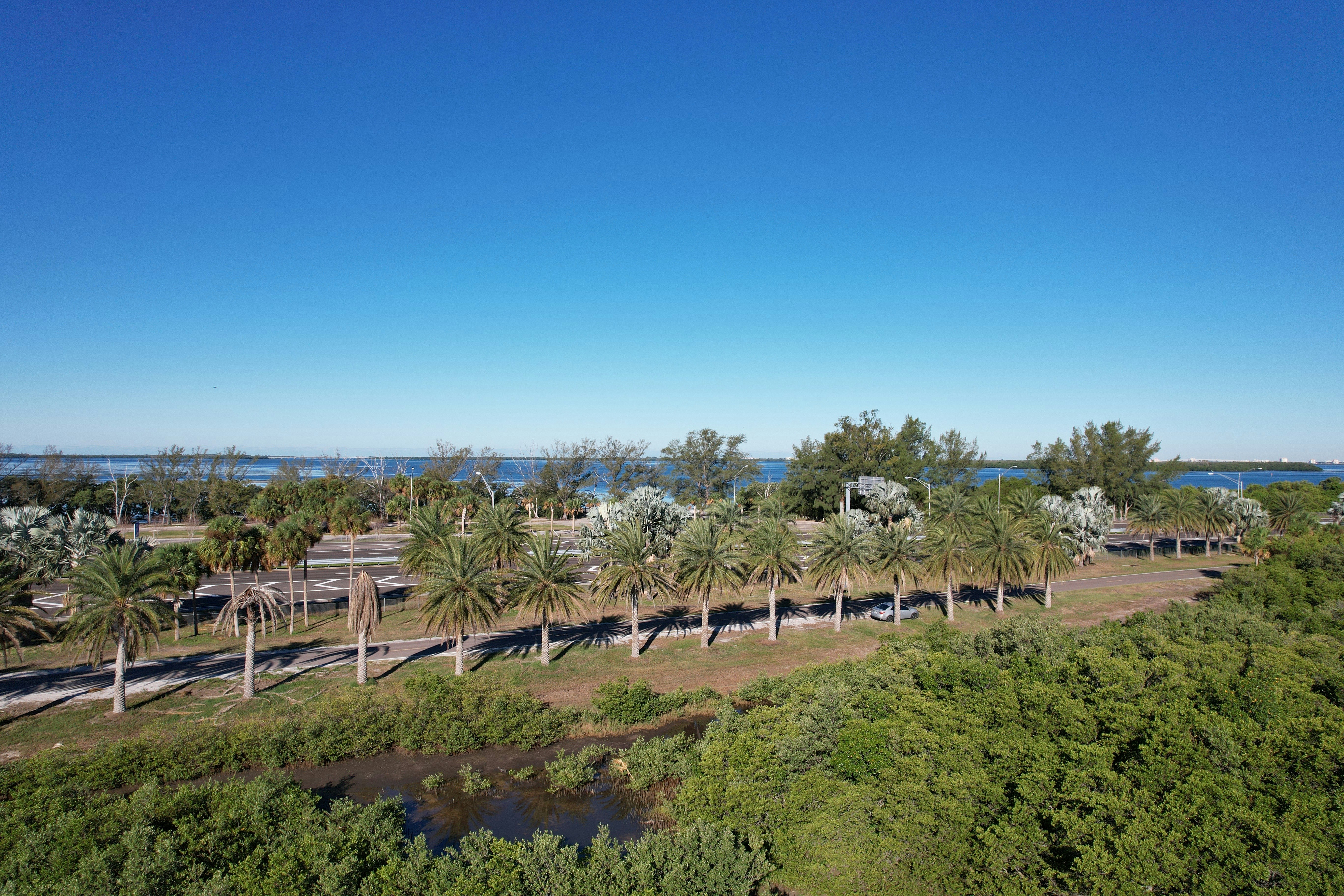 an aerial view of a palm tree lined road