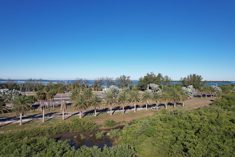 A scenic view of a coast road with palm trees.