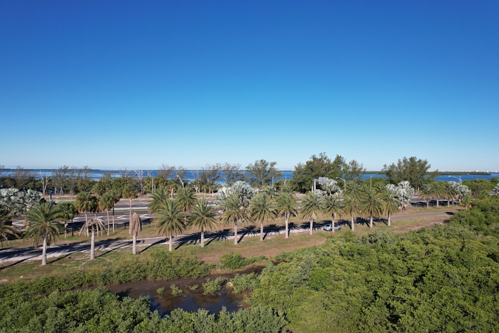 an aerial view of a palm tree lined road