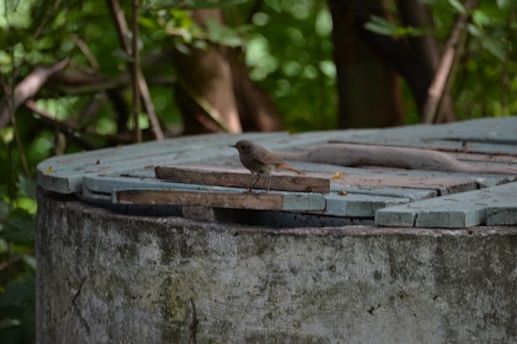 a bird sitting on top of a cement structure