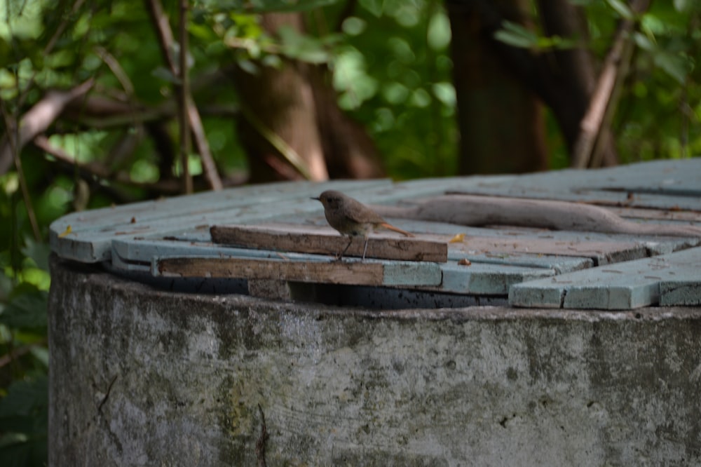 a bird sitting on top of a cement structure