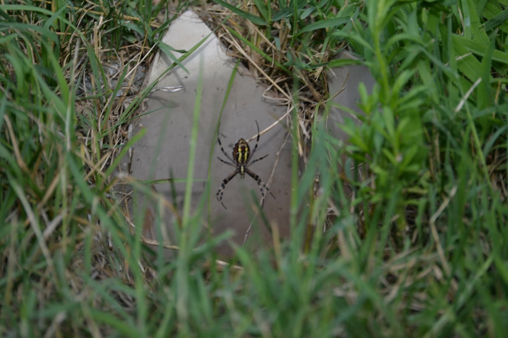 a spider crawling in the grass next to a rock