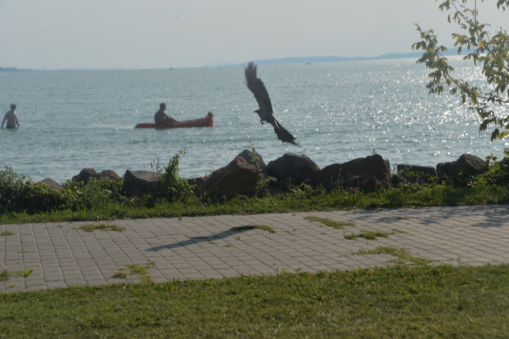 a bird flying over a body of water