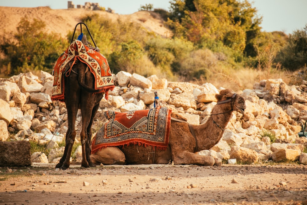 Um camelo com uma sela senta-se em frente a uma pilha de rochas