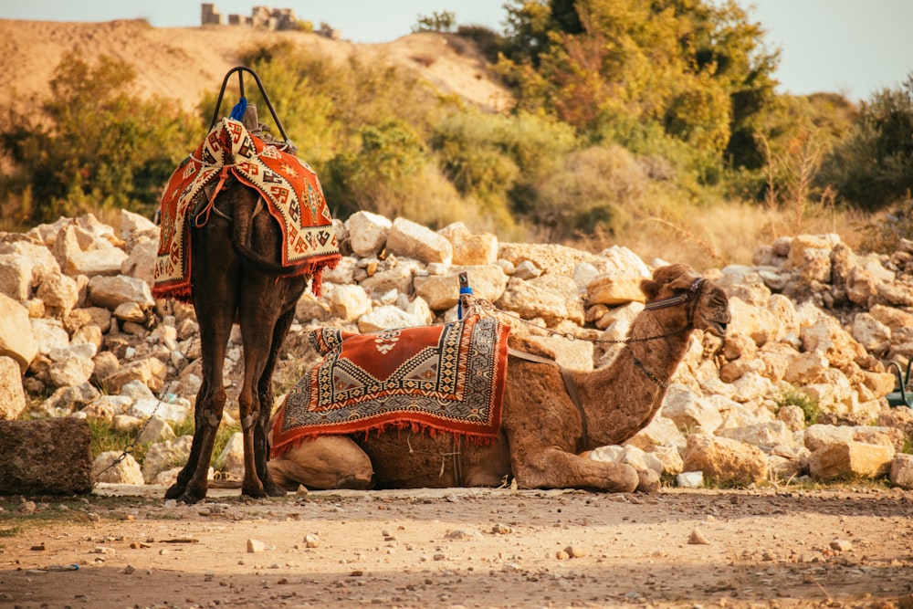 a camel with a saddle sits in front of a pile of rocks