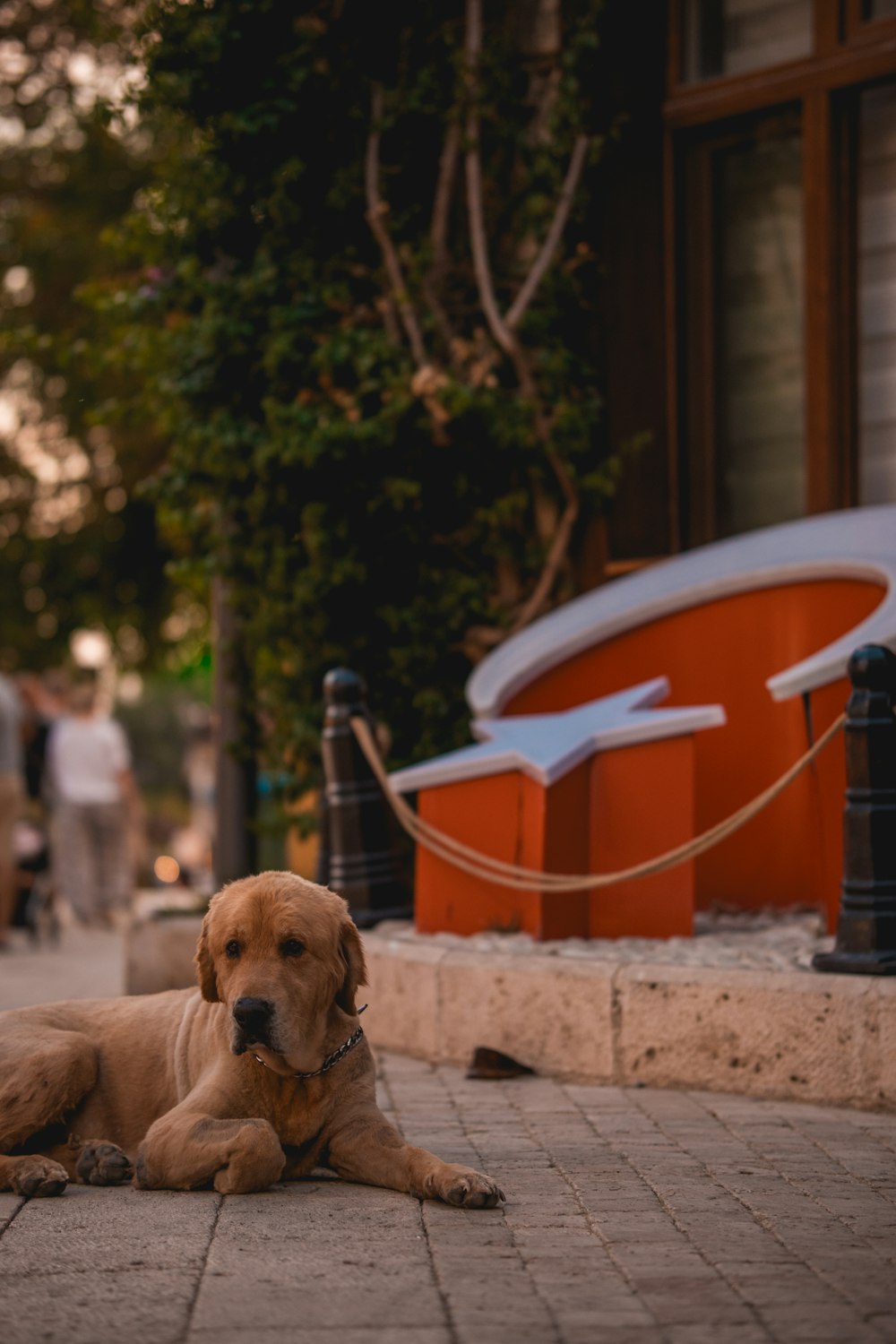 a large brown dog laying on top of a sidewalk