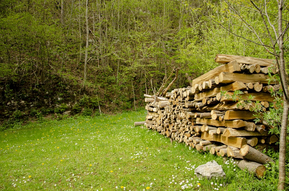 a pile of logs sitting in the middle of a forest