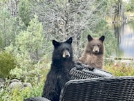Two bears are positioned behind a wicker patio chair, surrounded by a natural setting of lush greenery and trees. A calm body of water is visible in the background.