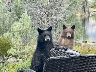Two bears are positioned behind a wicker patio chair, surrounded by a natural setting of lush greenery and trees. A calm body of water is visible in the background.
