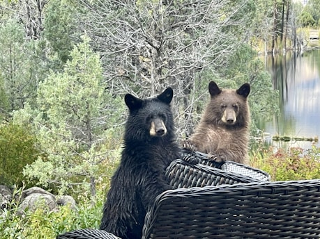 Two bears are positioned behind a wicker patio chair, surrounded by a natural setting of lush greenery and trees. A calm body of water is visible in the background.