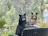 Two bears are positioned behind a wicker patio chair, surrounded by a natural setting of lush greenery and trees. A calm body of water is visible in the background.