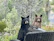 Two bears are positioned behind a wicker patio chair, surrounded by a natural setting of lush greenery and trees. A calm body of water is visible in the background.