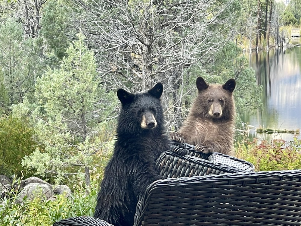 a couple of bears sitting next to each other