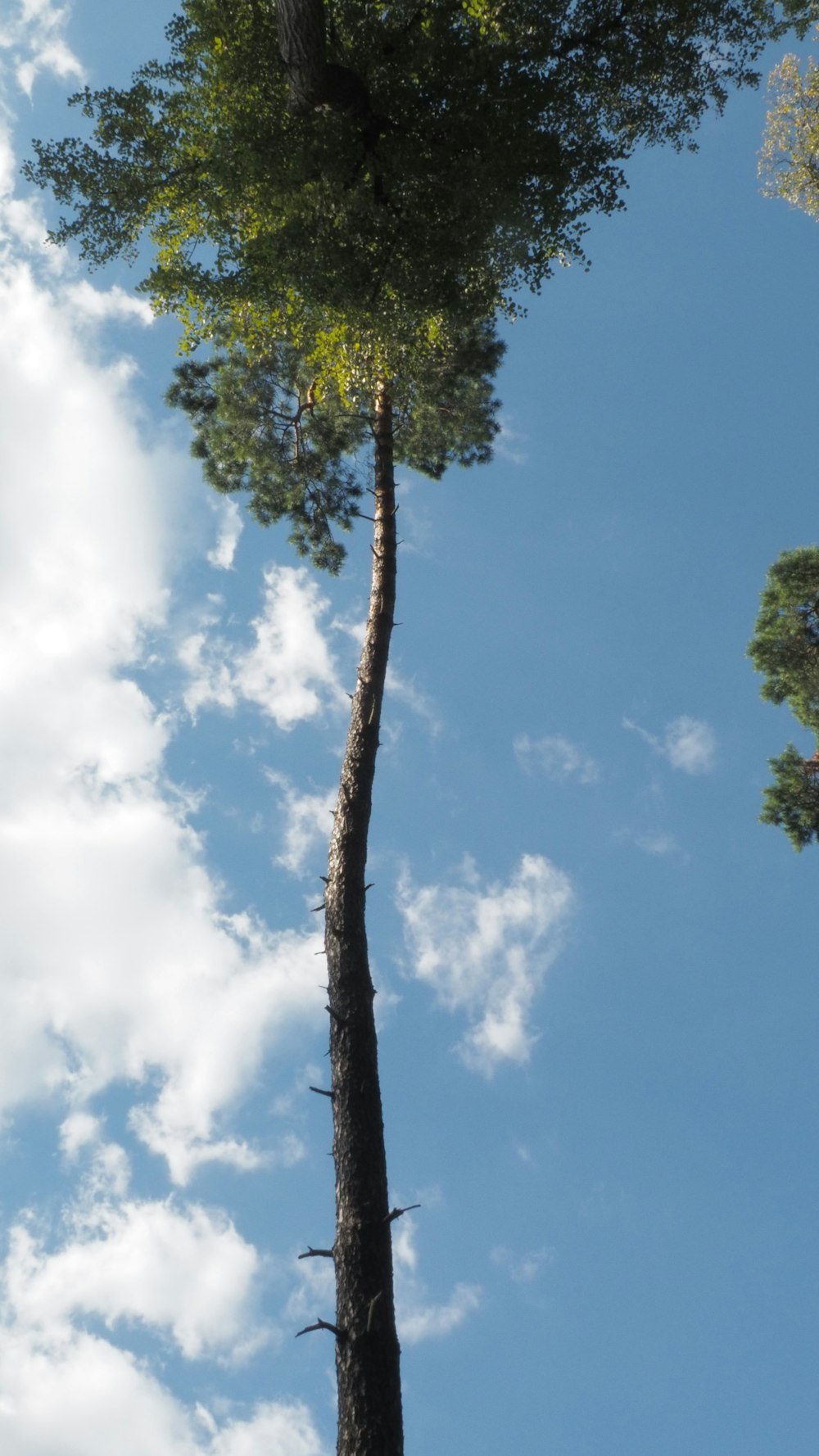 a tall tree with a sky background