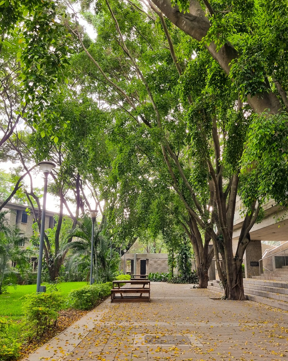 a park bench sitting under a large tree