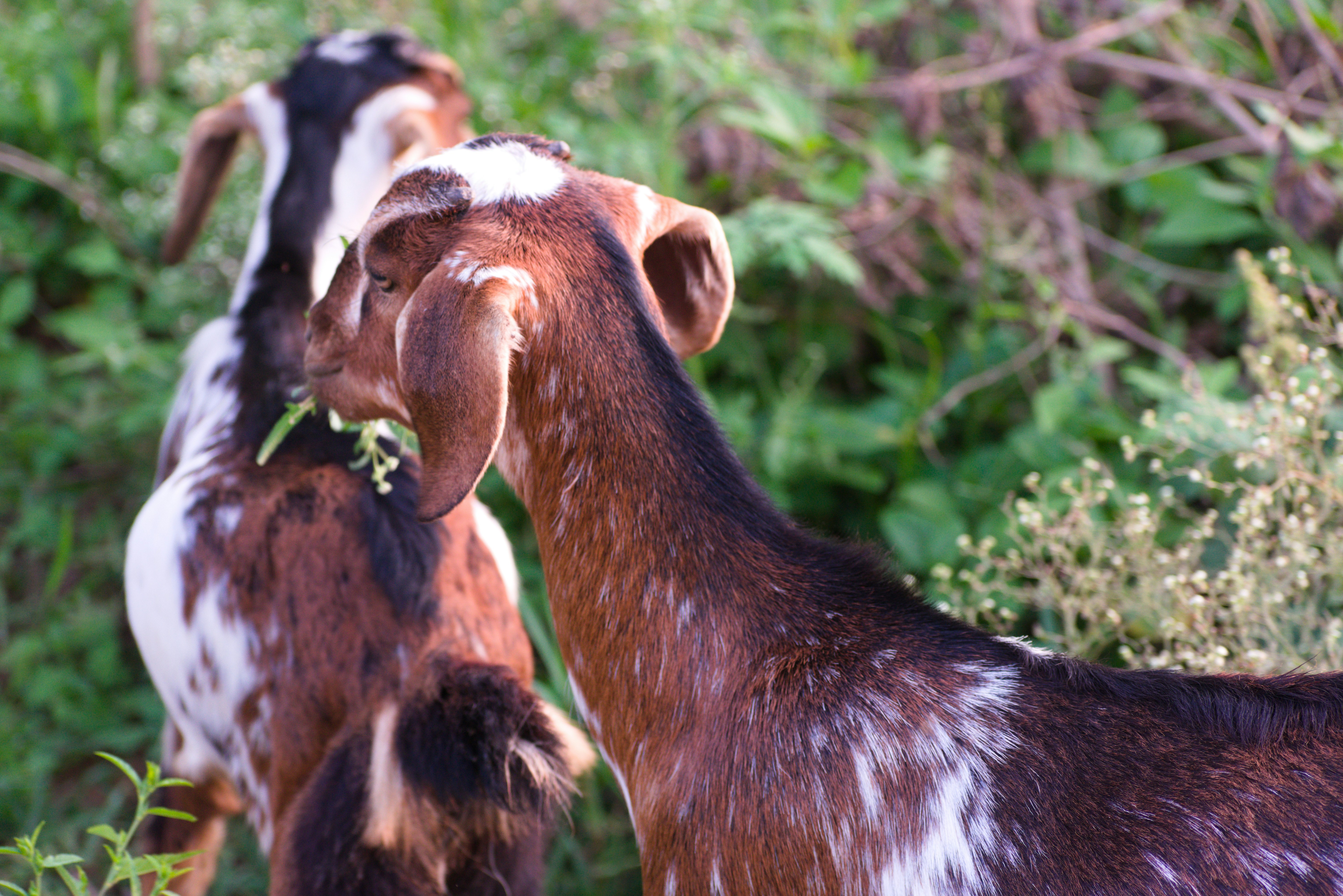 Photo by avinaash_ponnada