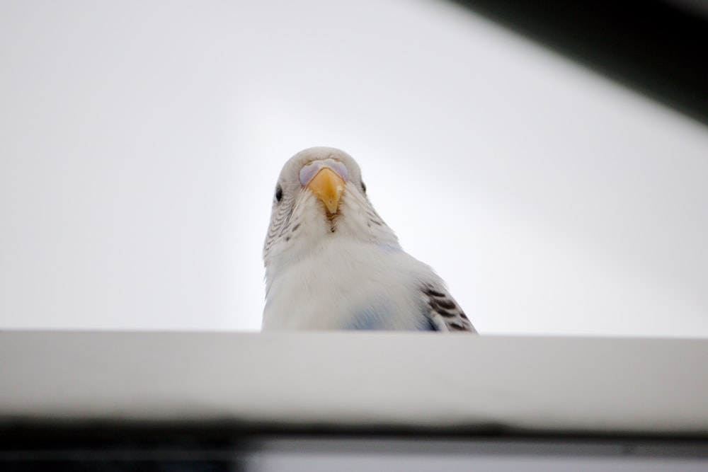 a close up of a bird with a sky background