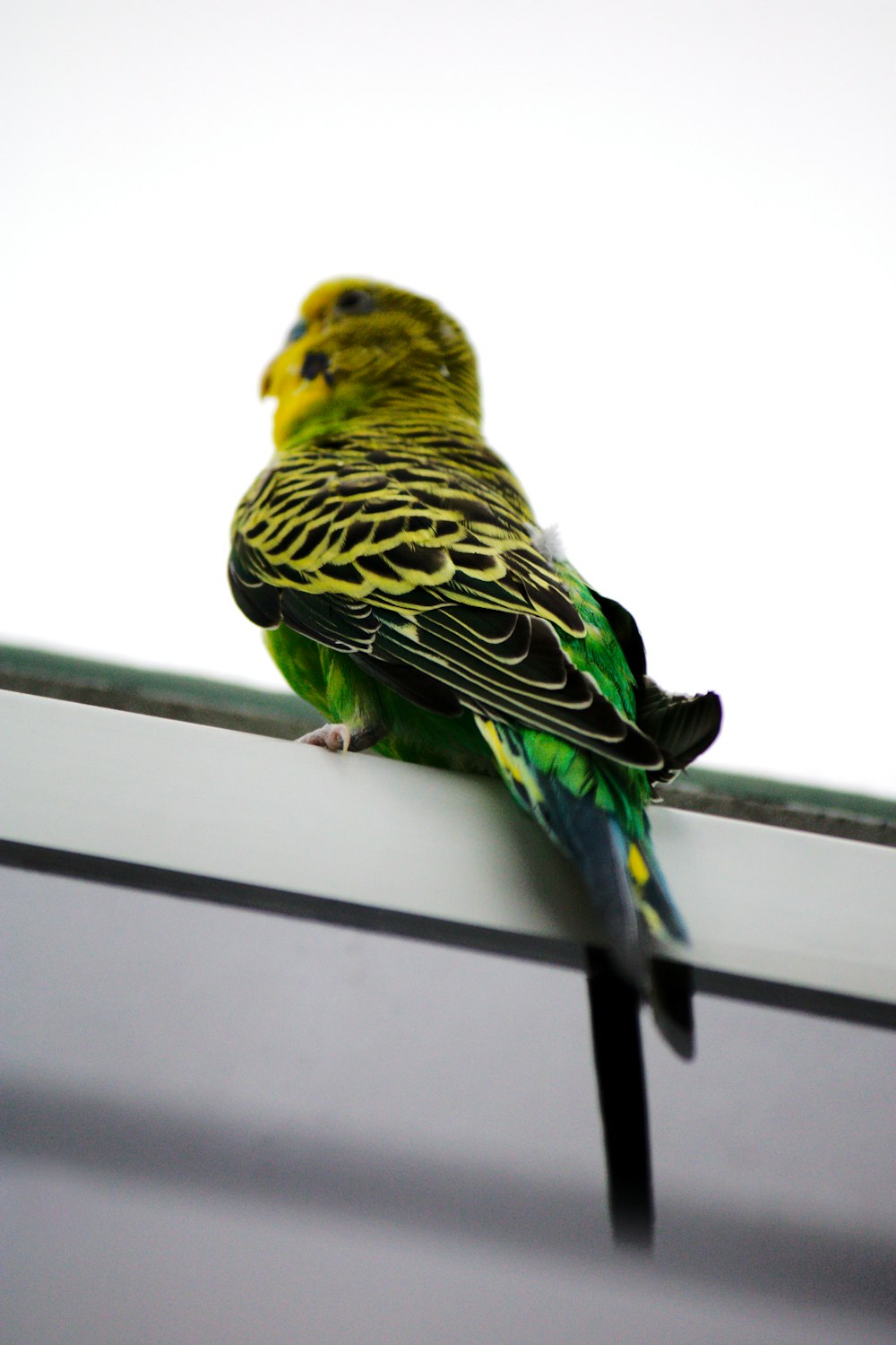 a green and yellow bird sitting on top of a window sill