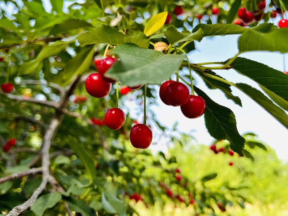 a bunch of cherries hanging from a tree