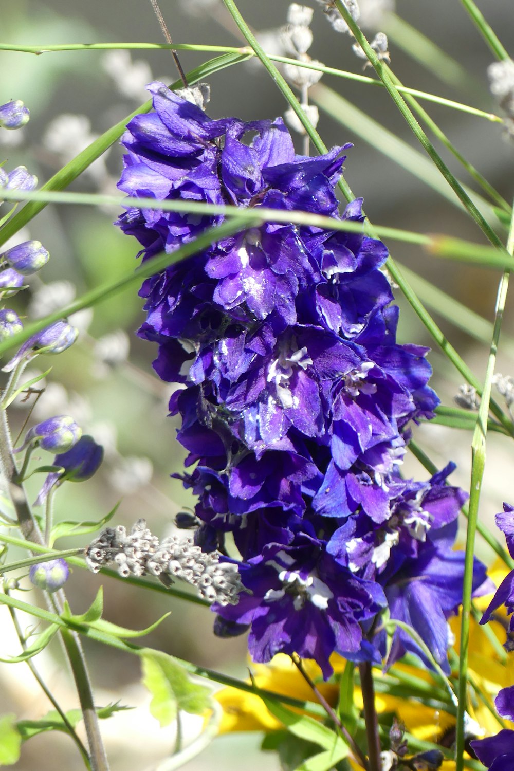 a bunch of purple flowers in a field