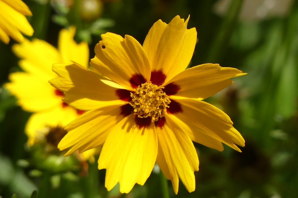 a close up of a yellow flower with a red center
