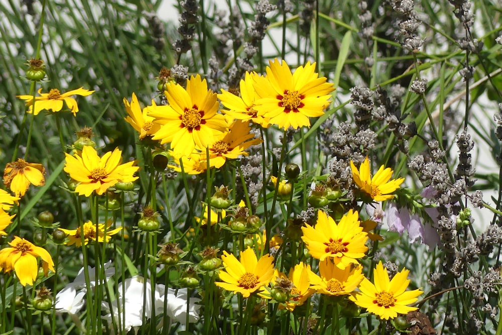 a bunch of yellow flowers in a field